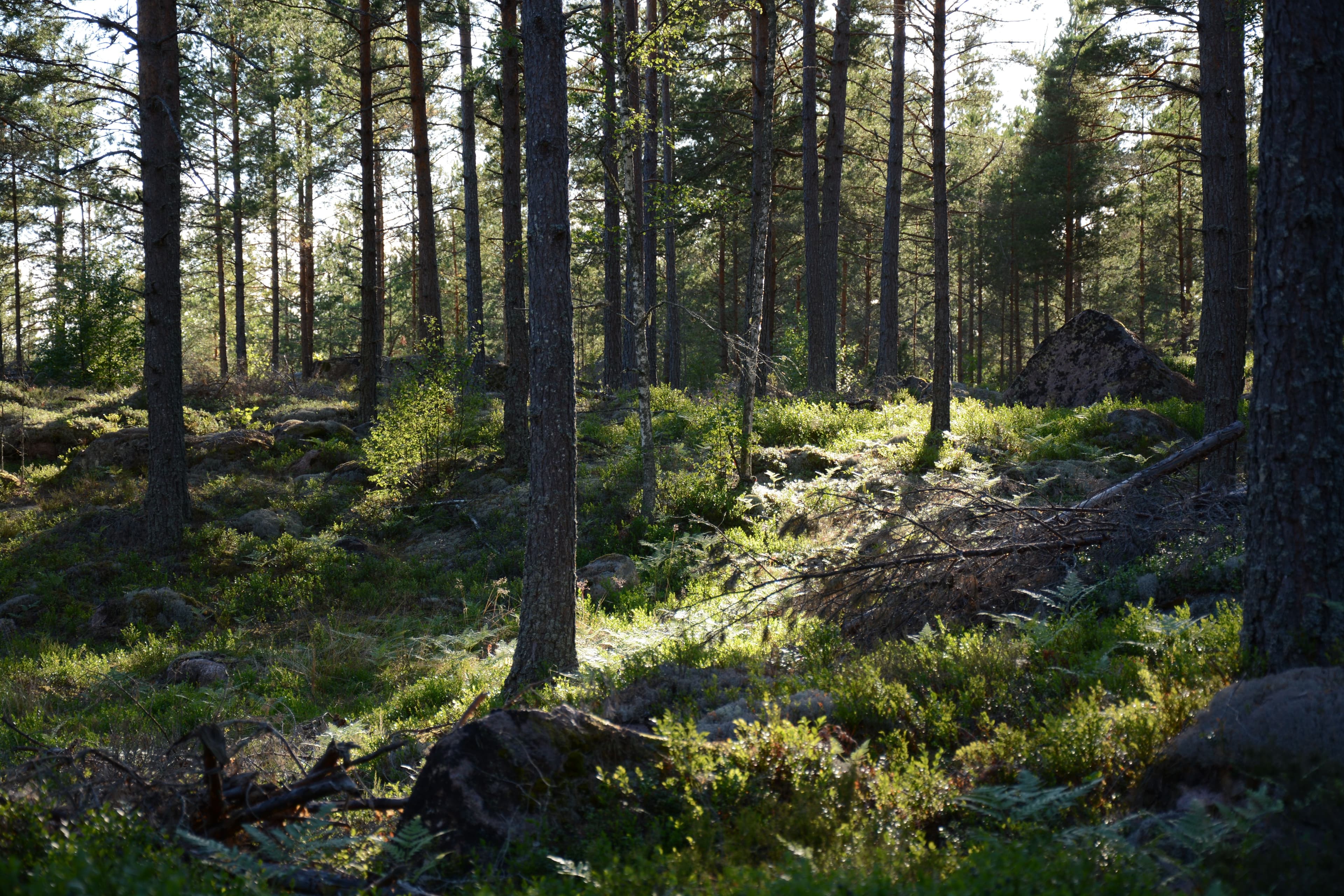 Soft morning light through a quiet forest